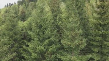 This stock footage shows aerial view of a pine forest in the Carpathian mountains, Ukraine in 8K resolution