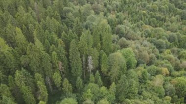 This stock footage shows aerial view of a pine forest in the Carpathian mountains, Ukraine in 8K resolution