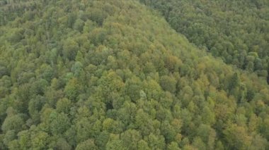 This stock footage shows aerial view of a pine forest in the Carpathian mountains, Ukraine in 8K resolution