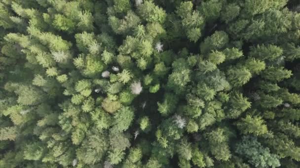 Stock Footage Shows Aerial View Pine Forest Carpathian Mountains Ukraine — Vídeo de Stock