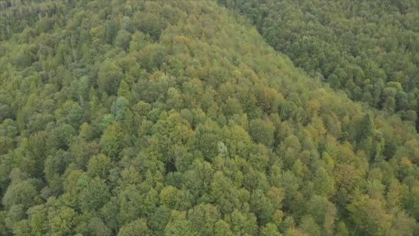 Stock Footage Shows Aerial View Pine Forest Carpathian Mountains Ukraine — 비디오