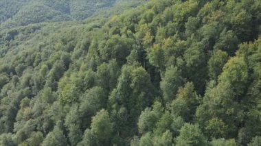 This stock footage shows aerial view of a pine forest in the Carpathian mountains, Ukraine in 8K resolution