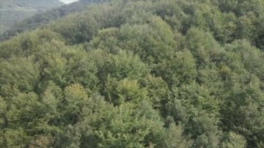 This stock footage shows aerial view of a pine forest in the Carpathian mountains, Ukraine in 8K resolution