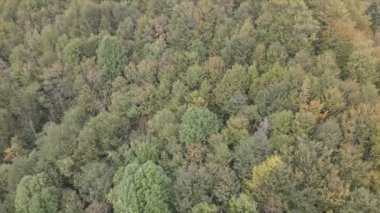 This stock footage shows aerial view of a pine forest in the Carpathian mountains, Ukraine in 8K resolution