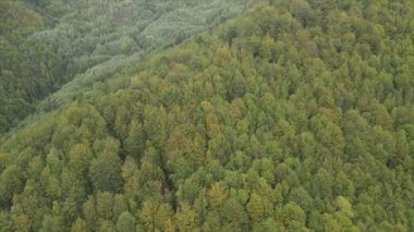 This stock footage shows aerial view of a pine forest in the Carpathian mountains, Ukraine in 8K resolution