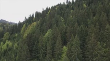 This stock footage shows aerial view of a pine forest in the Carpathian mountains, Ukraine in 8K resolution