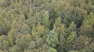 This stock footage shows aerial view of a pine forest in the Carpathian mountains, Ukraine in 8K resolution
