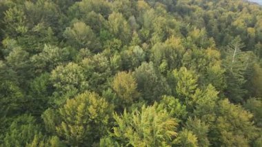 This stock footage shows aerial view of a pine forest in the Carpathian mountains, Ukraine in 8K resolution