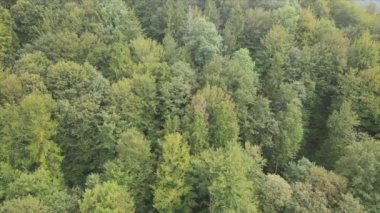 This stock footage shows aerial view of a pine forest in the Carpathian mountains, Ukraine in 8K resolution