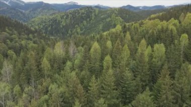 This stock footage shows aerial view of a pine forest in the Carpathian mountains, Ukraine in 8K resolution