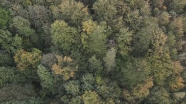 This stock footage shows aerial view of a pine forest in the Carpathian mountains, Ukraine in 8K resolution