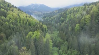This stock footage shows aerial view of a pine forest in the Carpathian mountains, Ukraine in 8K resolution