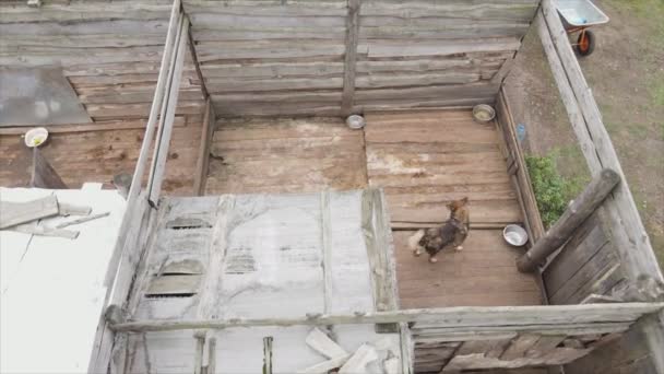 Stock Footage Shows Aerial View Dog Shelter Resolution — Stock videók