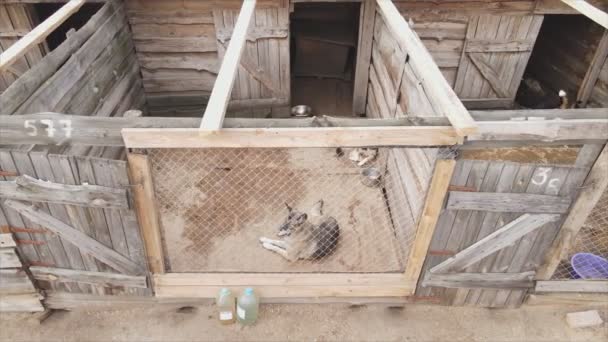Stock Footage Shows Aerial View Dog Shelter Resolution — Stock videók