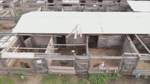 Stock Footage Shows Aerial View Dog Shelter Resolution — Stok video