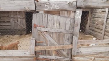 This stock footage shows an aerial view of a dog shelter in 8K resolution