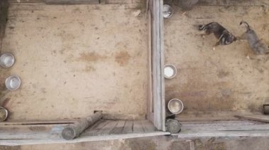 This stock footage shows an aerial view of a dog shelter in 8K resolution