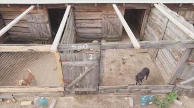This stock footage shows an aerial view of a dog shelter in 8K resolution