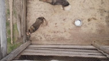 This stock footage shows an aerial view of a dog shelter in 8K resolution