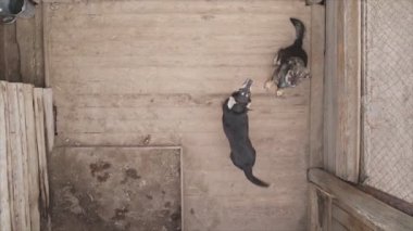 This stock footage shows an aerial view of a dog shelter in 8K resolution