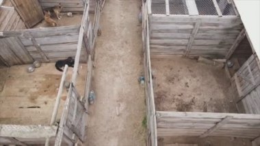 This stock footage shows an aerial view of a dog shelter in 8K resolution