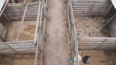 This stock footage shows an aerial view of a dog shelter in 8K resolution