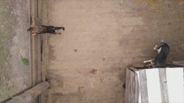 This stock footage shows an aerial view of a dog shelter in 8K resolution