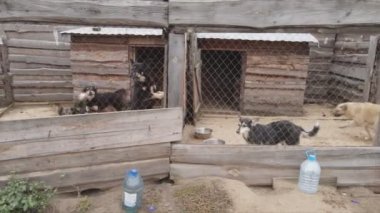 This stock footage shows an aerial view of a dog shelter in 8K resolution
