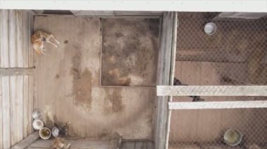 This stock footage shows an aerial view of a dog shelter in 8K resolution