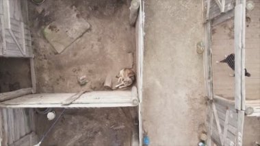 This stock footage shows an aerial view of a dog shelter in 8K resolution