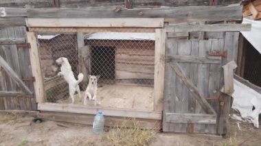 This stock footage shows an aerial view of a dog shelter in 8K resolution