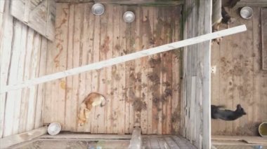 This stock footage shows an aerial view of a dog shelter in 8K resolution