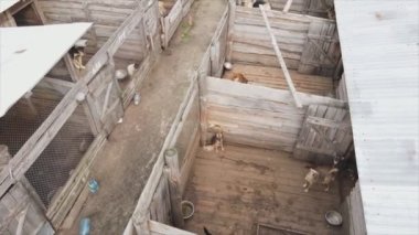 This stock footage shows an aerial view of a dog shelter in 8K resolution