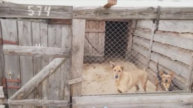 This stock footage shows an aerial view of a dog shelter in 8K resolution