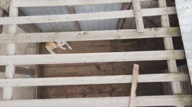 This stock footage shows an aerial view of a dog shelter in 8K resolution