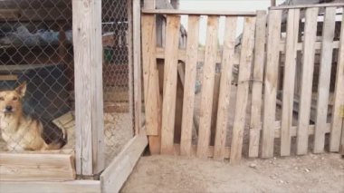 This stock footage shows an aerial view of a dog shelter in 8K resolution