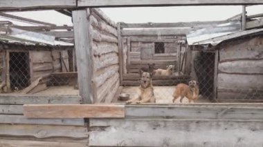 This stock footage shows an aerial view of a dog shelter in 8K resolution