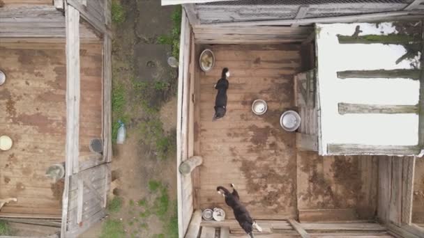 Stock Footage Shows Aerial View Dog Shelter Resolution — Stockvideo