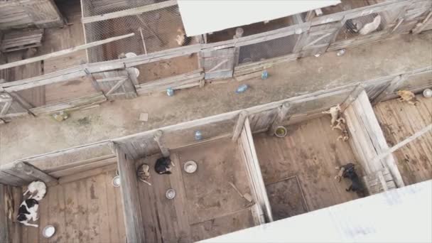 Stock Footage Shows Aerial View Dog Shelter Resolution — Stockvideo