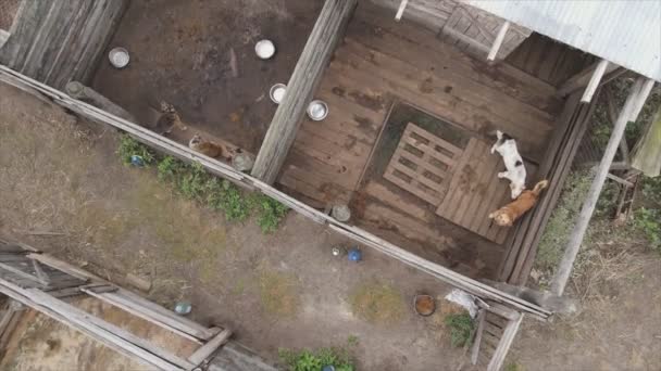 Stock Footage Shows Aerial View Dog Shelter Resolution — Stockvideo