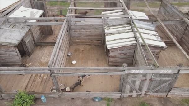 Stock Footage Shows Aerial View Dog Shelter Resolution — Video