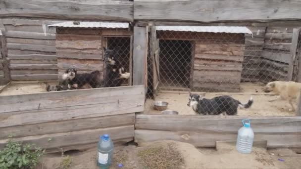 Stock Footage Shows Aerial View Dog Shelter Resolution — 图库视频影像