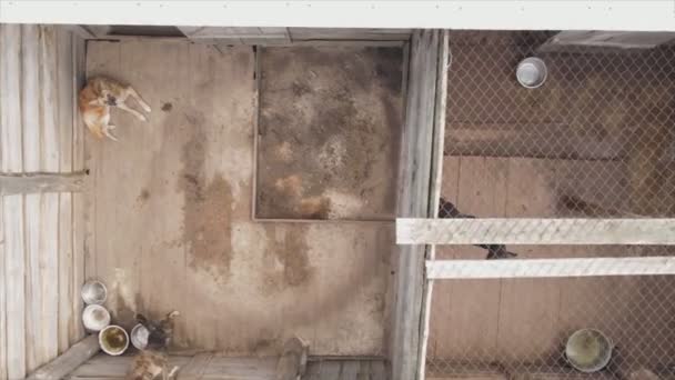 Stock Footage Shows Aerial View Dog Shelter Resolution — 비디오