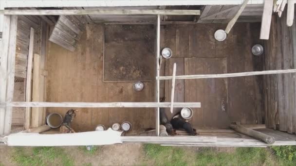 Stock Footage Shows Aerial View Dog Shelter Resolution — Vídeo de stock