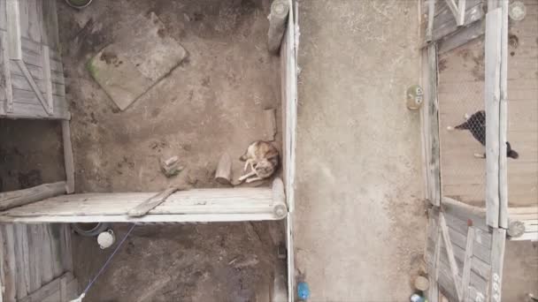 Stock Footage Shows Aerial View Dog Shelter Resolution — Vídeo de Stock