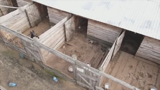 Stock Footage Shows Aerial View Dog Shelter Resolution — Stock videók