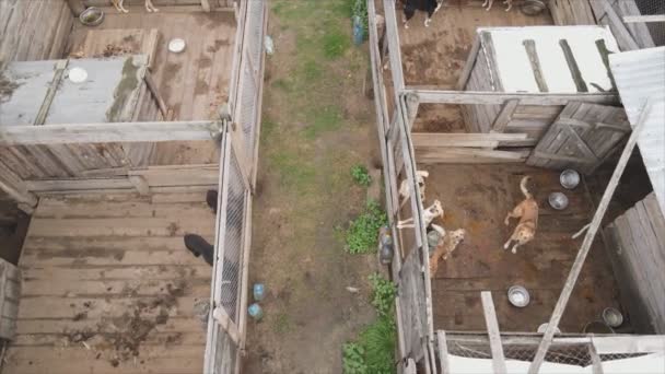 Stock Footage Shows Aerial View Dog Shelter Resolution — Vídeos de Stock