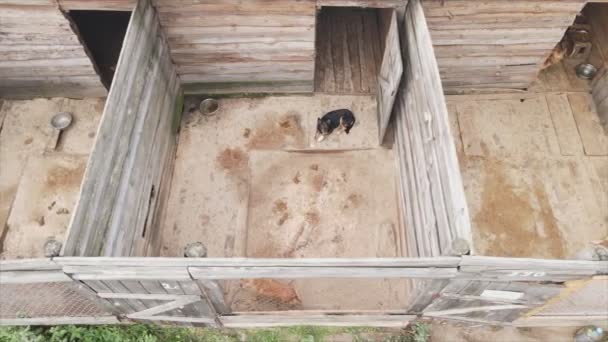 Stock Footage Shows Aerial View Dog Shelter Resolution — Vídeo de stock