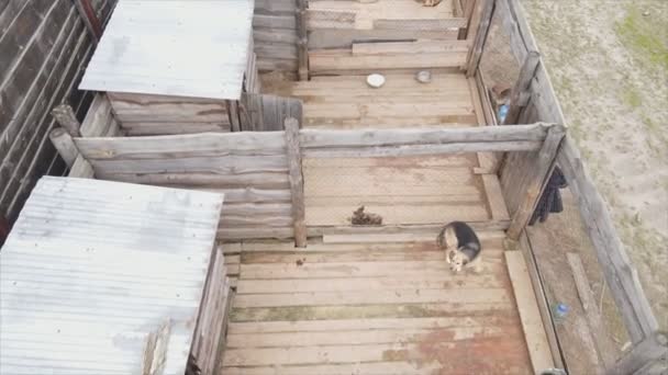 Stock Footage Shows Aerial View Dog Shelter Resolution — Video