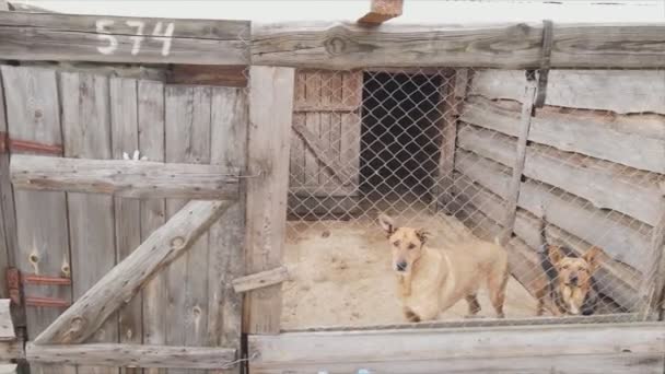 Stock Footage Shows Aerial View Dog Shelter Resolution — Stock videók